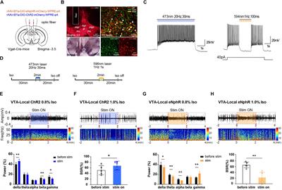 Optogenetic/Chemogenetic Activation of GABAergic Neurons in the Ventral Tegmental Area Facilitates General Anesthesia via Projections to the Lateral Hypothalamus in Mice